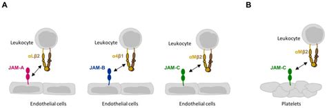  Junctional Adhesion Molecules : A Tapestry Woven From Molecular Threads and Cellular Conversations